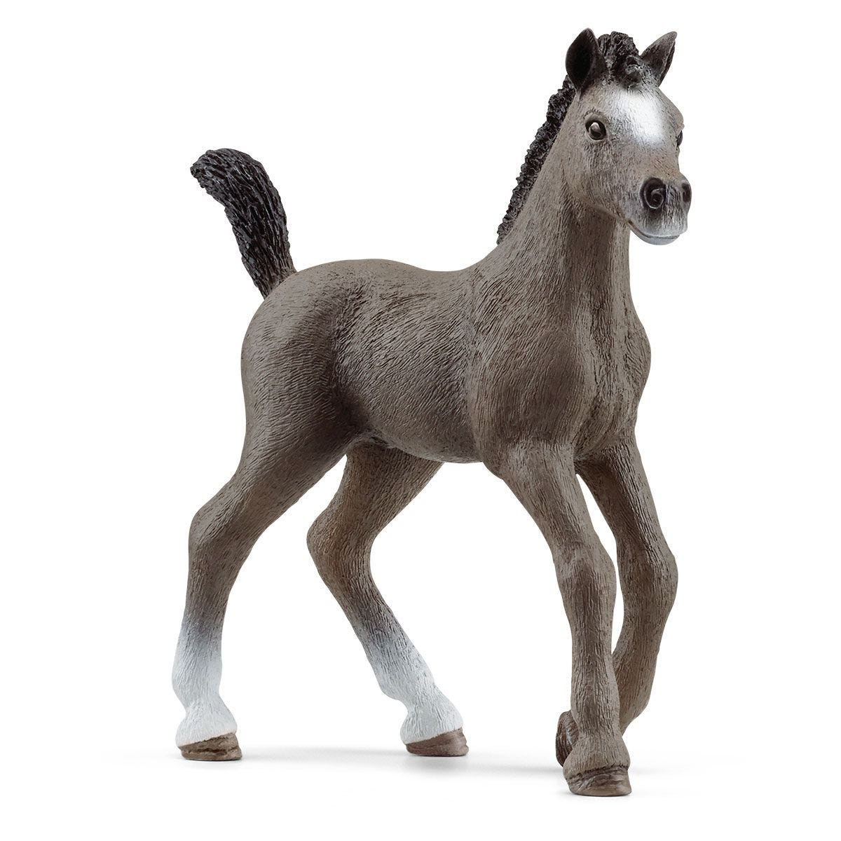 13957P Cheval de Selle Francais Foal