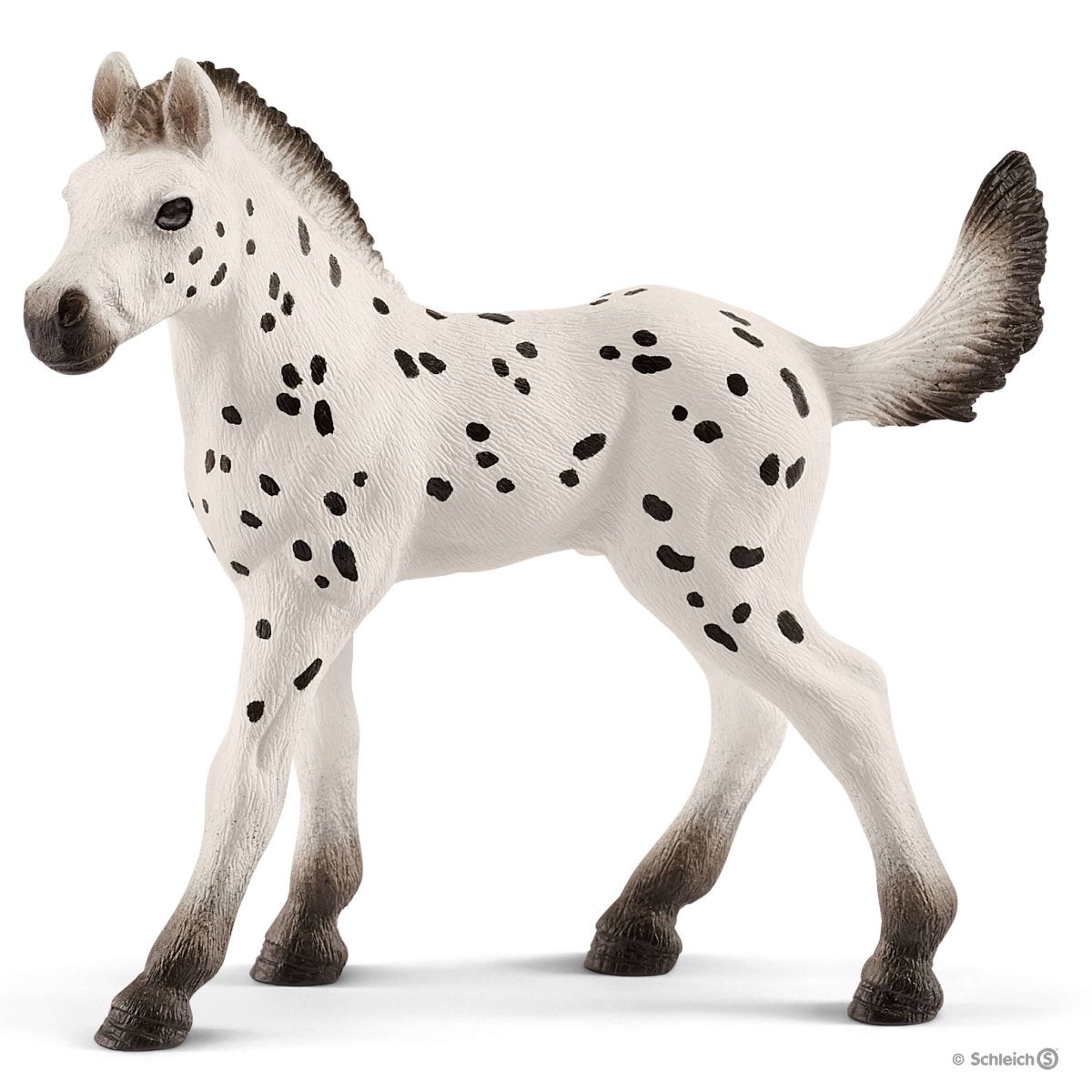 13890P Knabstrupper Foal