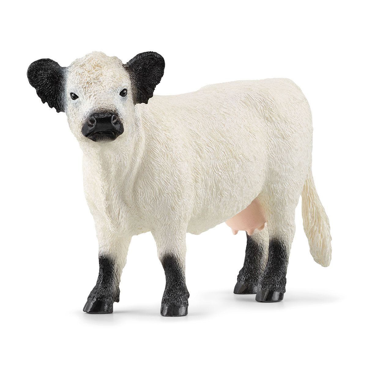 13960P Galloway Cattle